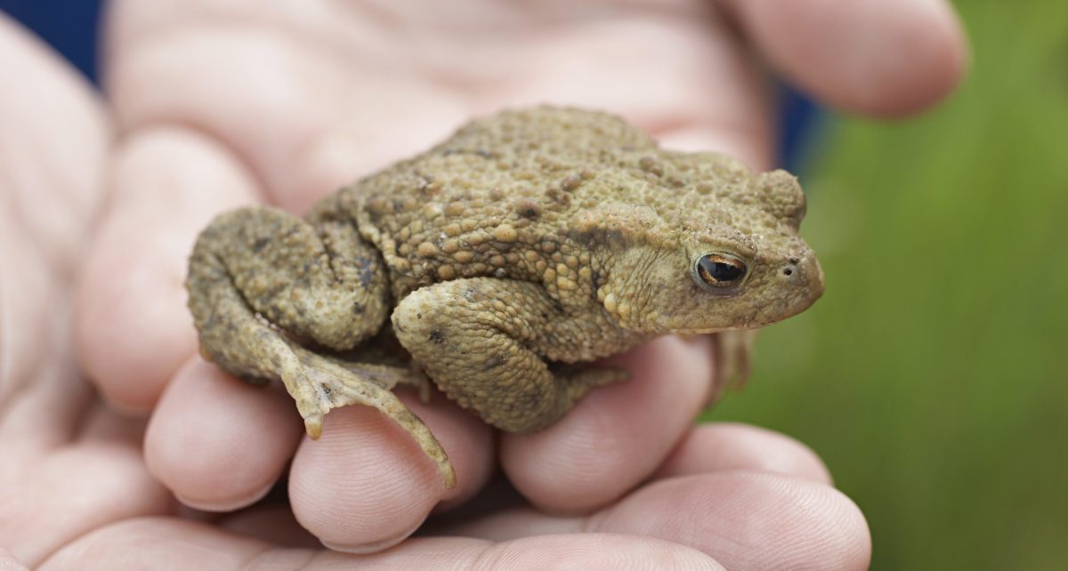 hands-holding-frog